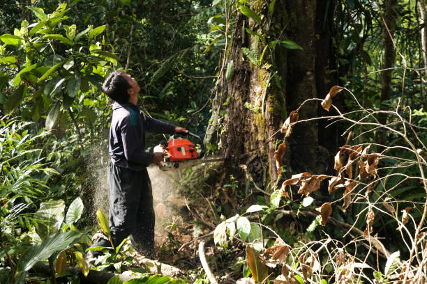 Best Tree Root Removal  in Bonnetsville, NC